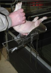 Kastrační vanička pro selata do 9 dnů stáří