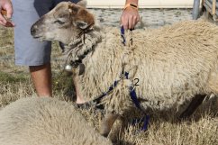 Beraní postroj na značení ovcí