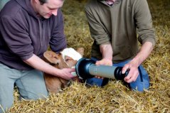 BRON resuscitátor pro narezená telata BRON resuscitátor pro narezená telata