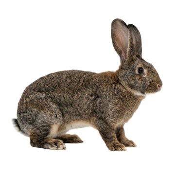 Potřeby pro chov králíků