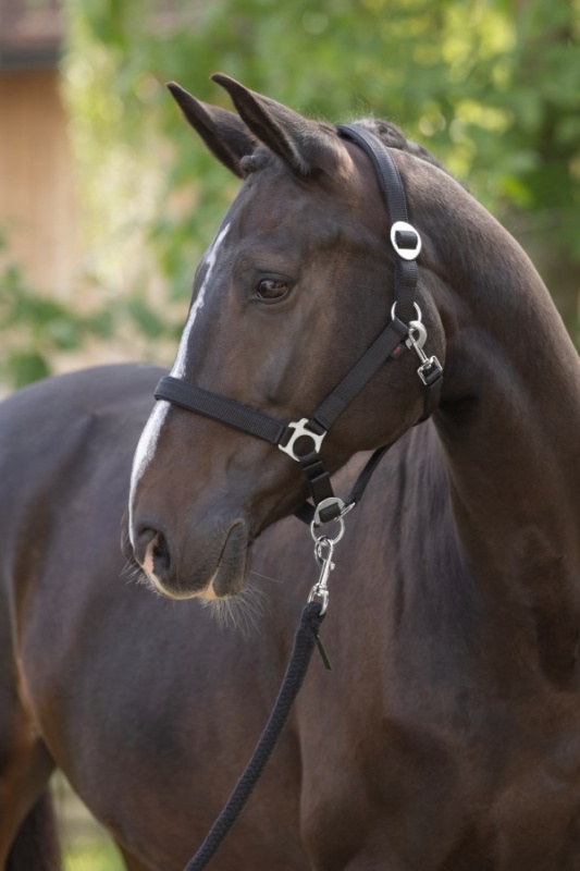 COVALLIERO Doria stájovka pro koně