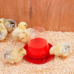 Plastová klobouková napáječka pro kuřata a křepelky 0,6ltr