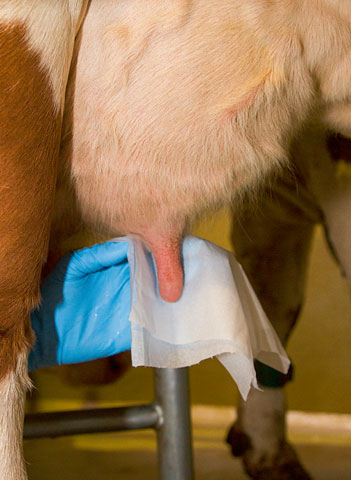 Papírové utěrky na vemeno mokré v kbelíku,1000ks