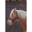 NORTON Draught Horse stájovka pro chladnokrevníky
