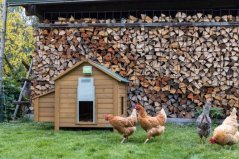 Automatické zavírání a otevírání dvířek kurníku KERBL BASIC