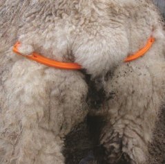 Zábrana pro ovce, kozy proti výhřezu vulvy, klipsová