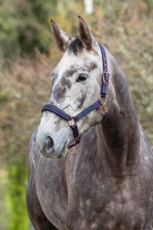 COVALLIERO Royal stájovka pro koně