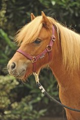 Stájovka Minishetty Stájovka Minishetty