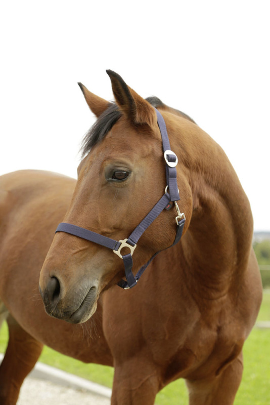 Stájovka Hippo nylonová