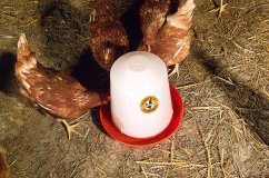 Klobouková napáječka pro drůbež