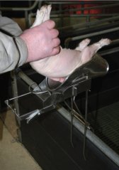 Kastrační vanička pro selata do 9 dnů stáří