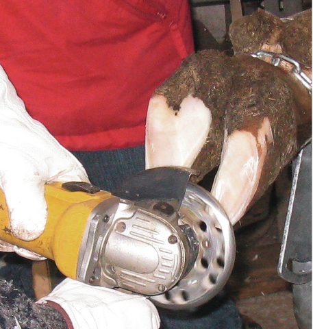 Strouhací kotouč na paznehty skotu  KHD-6