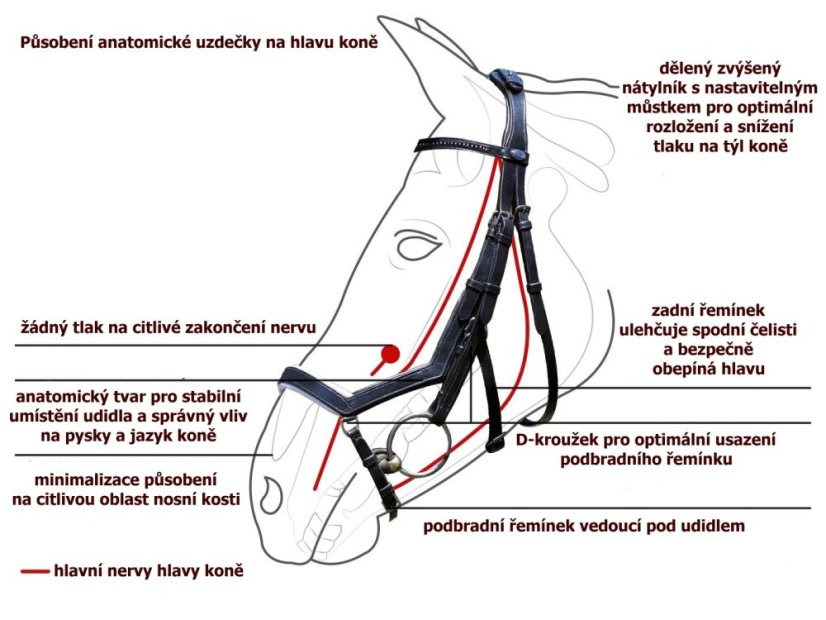 Anatomická uzdečka  pro koně, pony BUSSE Feeling kožená