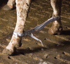 Stavitelná pouta pro skot TREVIRA proti kopání