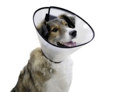 Ochranný límec pro psy plastový suchý zip