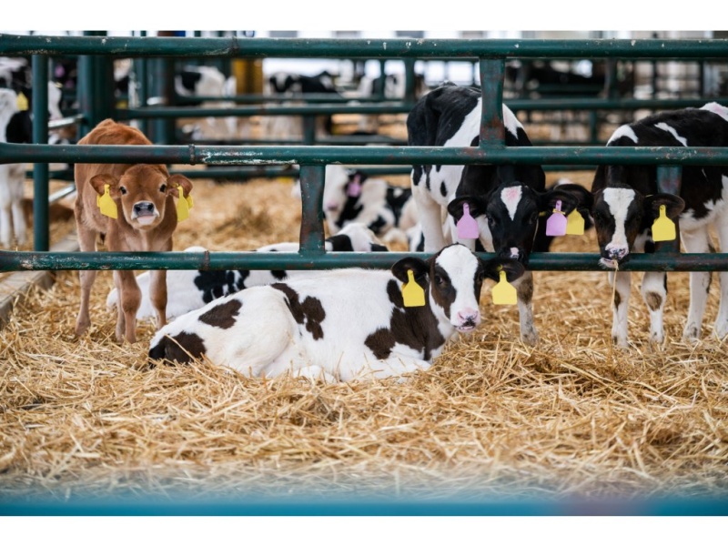 PATORAL Se pro telata, jehňata, kůzlata po narození, stříkačka 15ml