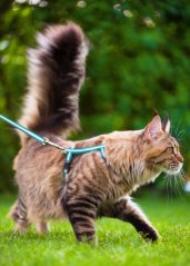 ZOLUX Postroj pro kočku s vodítkem 1,2m