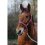 Stájovka pro koně  EQUITHEME Spring