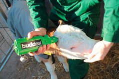 BUDDEX akumulátorový odrohovač pro skot