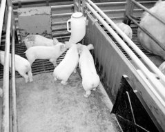 Napáječka pro selata  PRONA plus 4,5 l s plastovým držákem