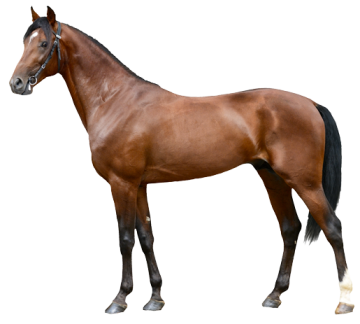 Kůň - Velikost - široká