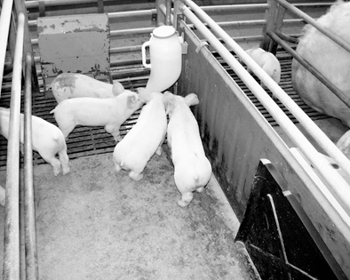 Napáječka pro selata  PRONA plus 4,5 l s kovovým držákem