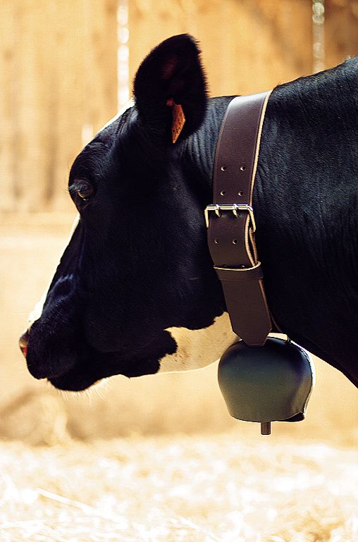 Pastevní zvonec plechový ocelově modrý