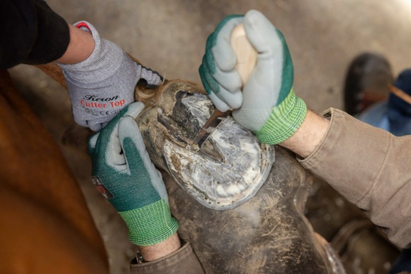 Kopytní nůž Aesculap úzký oboustranný