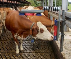 Drbadlo pružinové EXTRA plastové kartáče