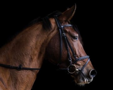 Jak správně vybrat udidlo?