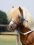 Provazová ohlávka BUSSE Smooth II
