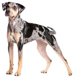 Chovatelské potřeby pro psy