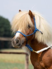 Provazová ohlávka pro koně, pony, shetty BUSSE Smooth II