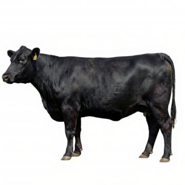 Hospodářská zvířata - Barva - černý