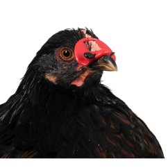 Brýle proti kanibalismu bažantů a drobné drůbeže(100)