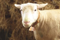 Pastevní zvonec ocelový v měděné barvě Pastevní zvonec ocelový v měděné barvě