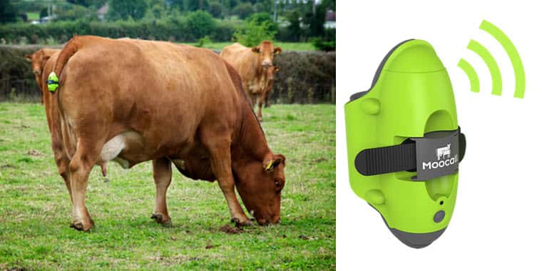 MOOCALL elektronický senzor porodu krav