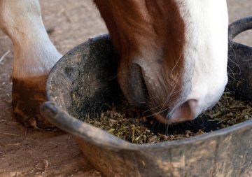 Krmení pro zvířata, pamlsky, krmné doplňky