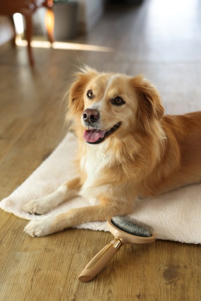 MagicBrush jemný drátěný kartáč pro psy 11x21cm