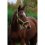 Stájovka pro koně  EQUITHEME Spring