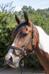 HKM Safe Control stájovka vodící černá