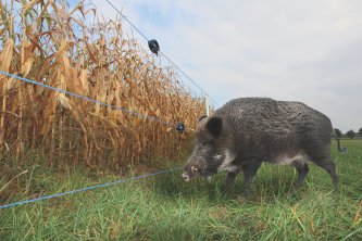 Elekrický ohradník proti divokým prasatům