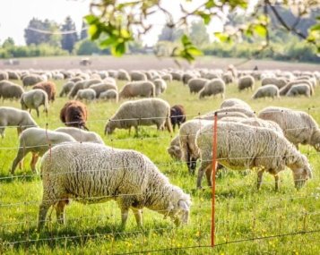 Jak nejsnáze udržet živé sekačky na vašem pozemku? Pořiďte si elektrický ohradník!
