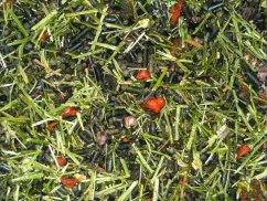 EGGERSMANN EMH Struktur Müsli  pro koně bez obilovin 20kg