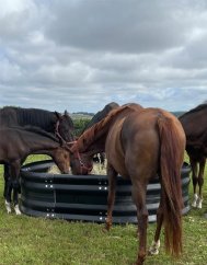 OK PLAST krmelec pro koně na hranaté balíky sena oválný,180x240cm