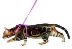 Postroj ZEBRA pro kočku s vodítkem růžový