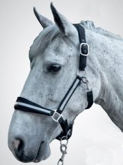 HKM Reflective reflexní stájovka pro koně