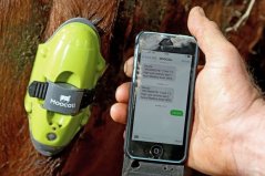 MOOCALL elektronický senzor porodu krav