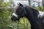 Stájovka pro pony, shetty HKM Mia