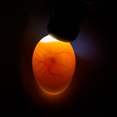 POWERLUX kontrolní LED lampa nalíhnutých vajec